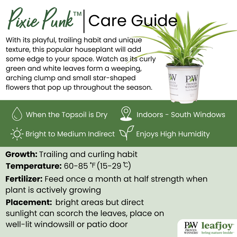 leafjoy® Pixie Punk™ Spider Plant detailed care information.