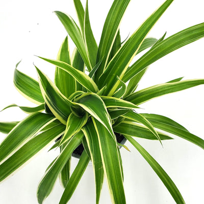 leafjoy Pixie Punk Pixie Punk Spider Plant up close.