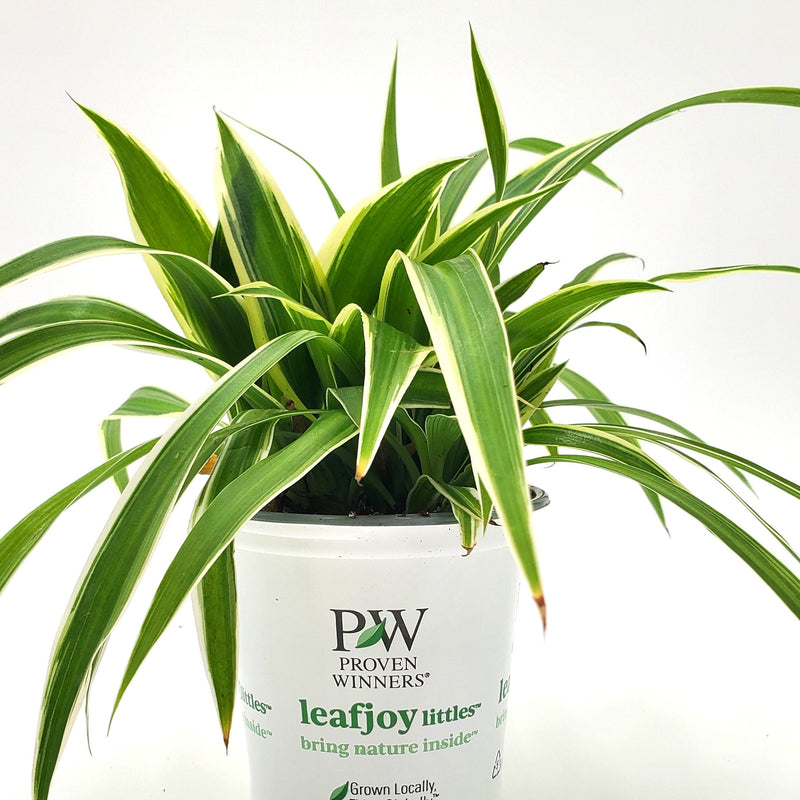 leafjoy Pixie Punk Pixie Punk Spider Plant in container.