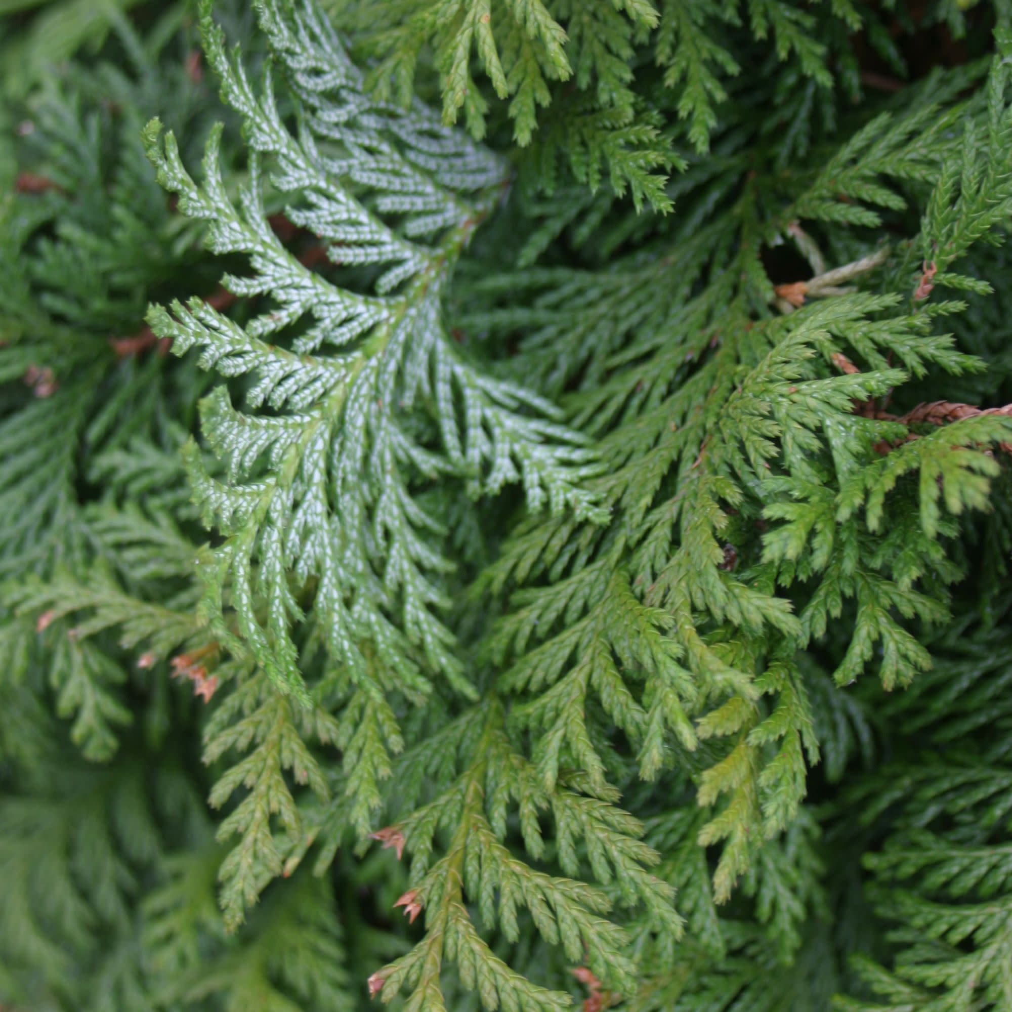 False Cypress | Soft Serve® | Proven Winners® Shrubs – Proven Winners ...