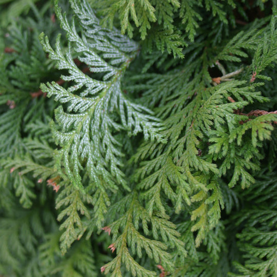 Soft Serve® False Cypress (Chamaecyparis pisifera)