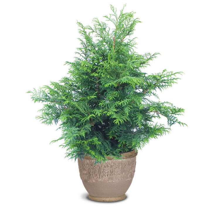 Soft Serve® False Cypress (Chamaecyparis pisifera)