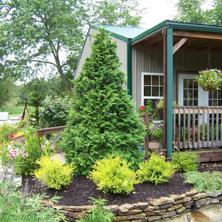 Soft Serve® False Cypress (Chamaecyparis pisifera)