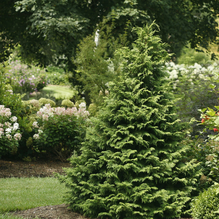 Soft Serve® False Cypress (Chamaecyparis pisifera)