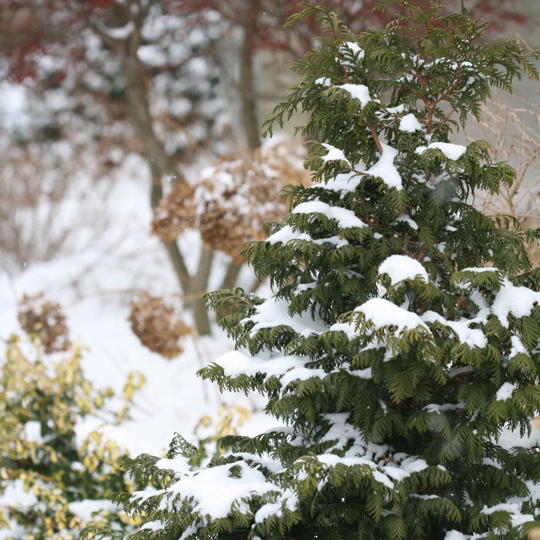 Soft Serve® False Cypress (Chamaecyparis pisifera)