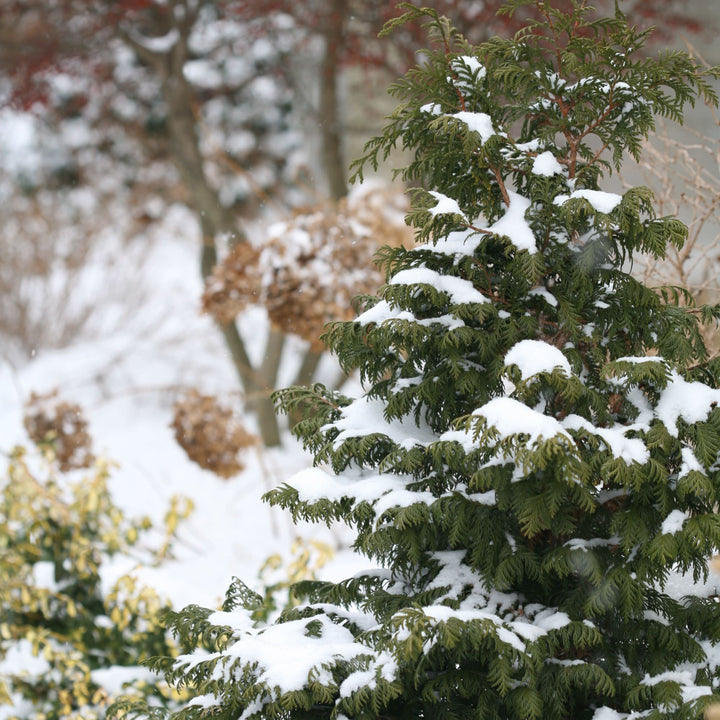 Soft Serve® False Cypress (Chamaecyparis pisifera)