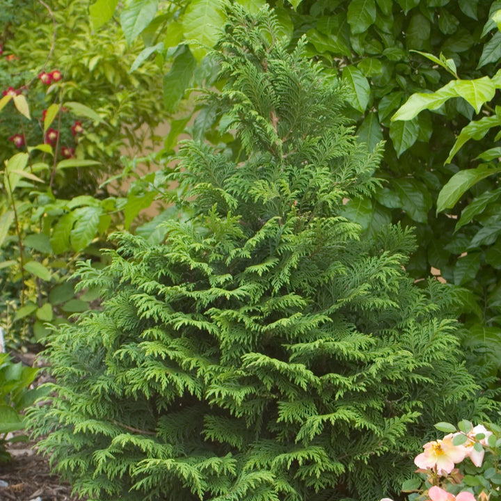 Soft Serve® False Cypress (Chamaecyparis pisifera)