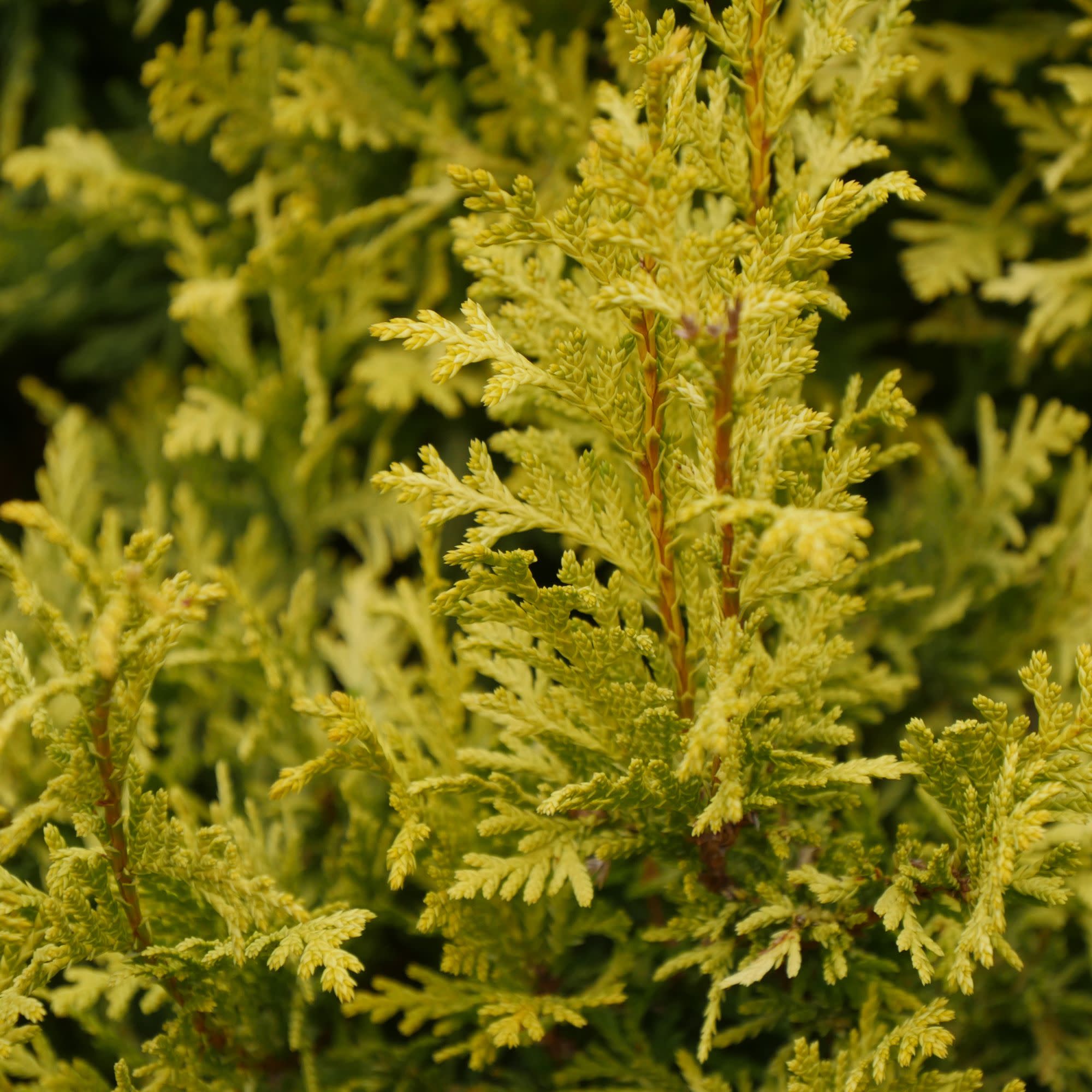 False Cypress | Soft Serve® Gold | Proven Winners® Shrubs – Proven