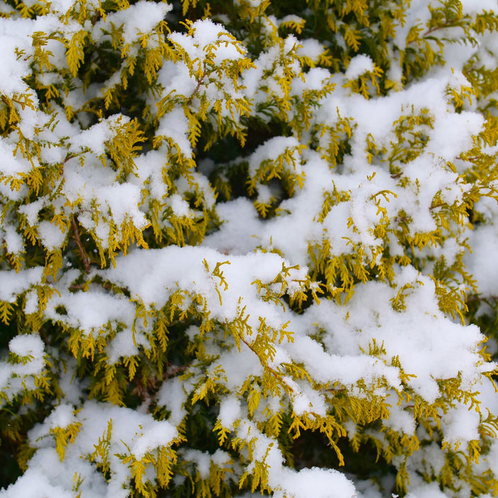 Soft Serve® Gold False Cypress (Chamaecyparis pisifera)