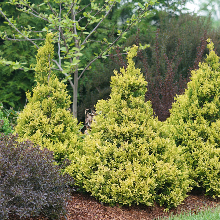 Soft Serve® Gold False Cypress (Chamaecyparis pisifera)