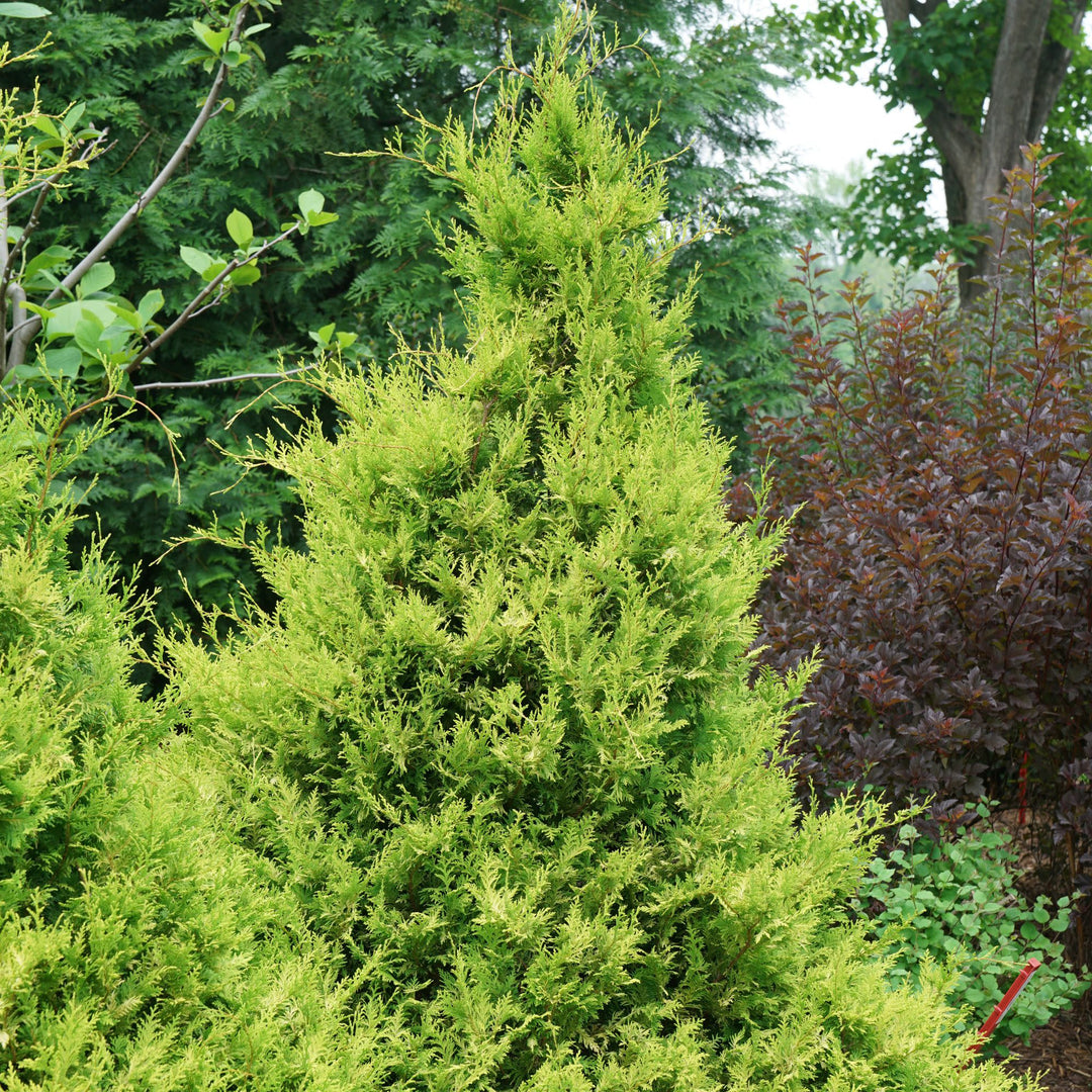 Soft Serve® Gold False Cypress (Chamaecyparis pisifera)
