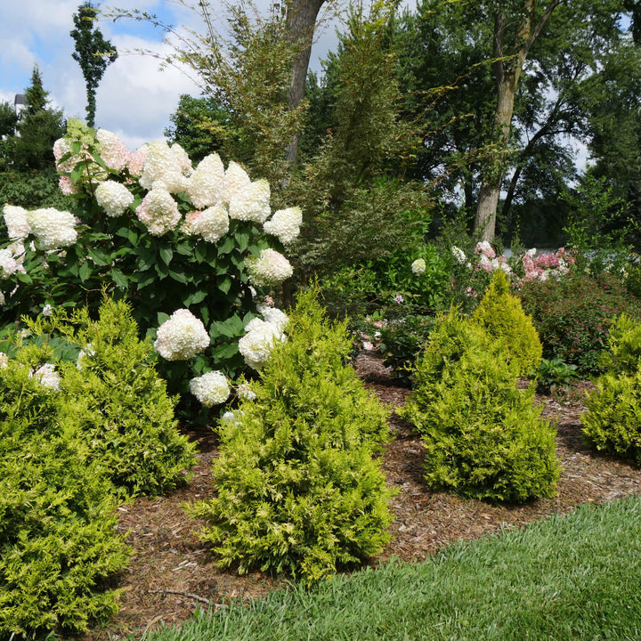 Soft Serve® Gold False Cypress (Chamaecyparis pisifera)