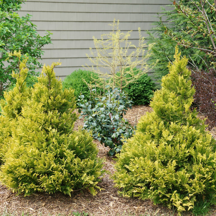 Soft Serve® Gold False Cypress (Chamaecyparis pisifera)