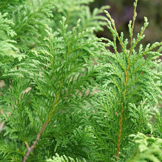 Cedar Rapids® False Cypress (Chamaecyparis pisifera)