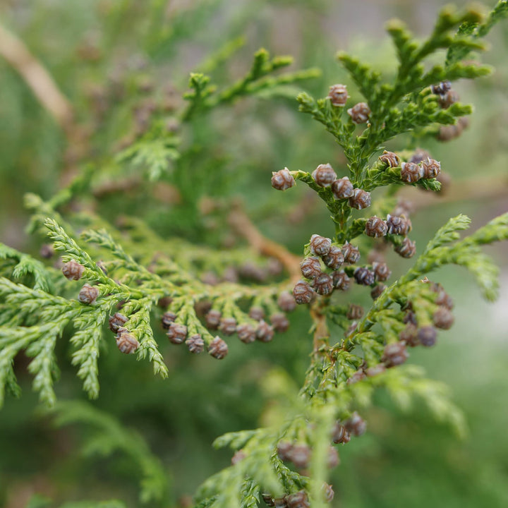 メフィスト　us8ハーフ　茶 False Cypress | Cedar Rapids® | Proven Winners® Shrubs – Proven