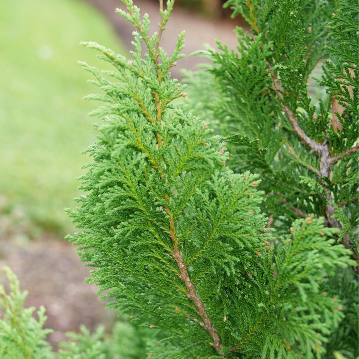 Cedar Rapids® False Cypress (Chamaecyparis pisifera)