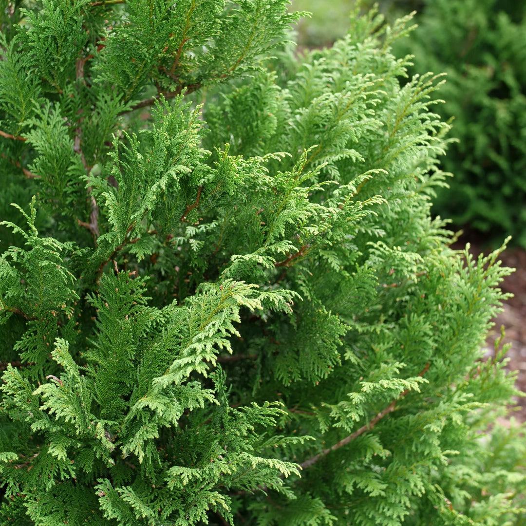 Cedar Rapids® False Cypress (Chamaecyparis pisifera)