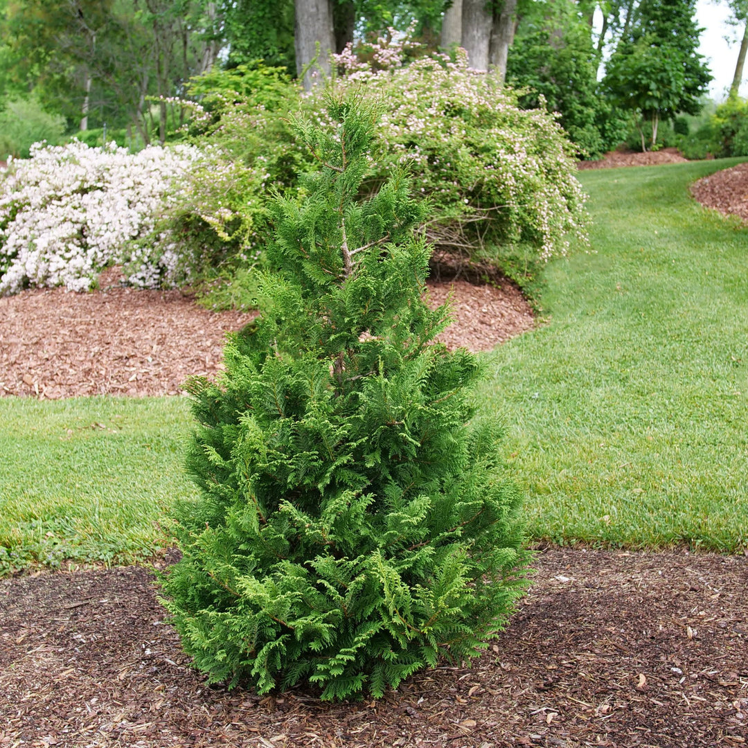 Cedar Rapids® False Cypress (Chamaecyparis pisifera)