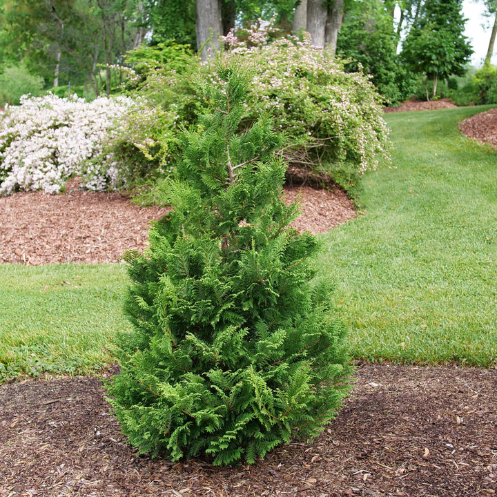 Cedar Rapids® False Cypress (Chamaecyparis pisifera)