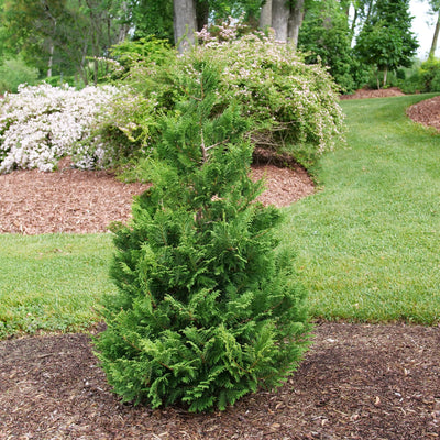 False Cypress | Cedar Rapids® | Proven Winners® Shrubs – Proven Winners ...