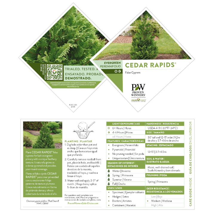 False Cypress | Cedar Rapids® | Proven Winners® Shrubs – Proven