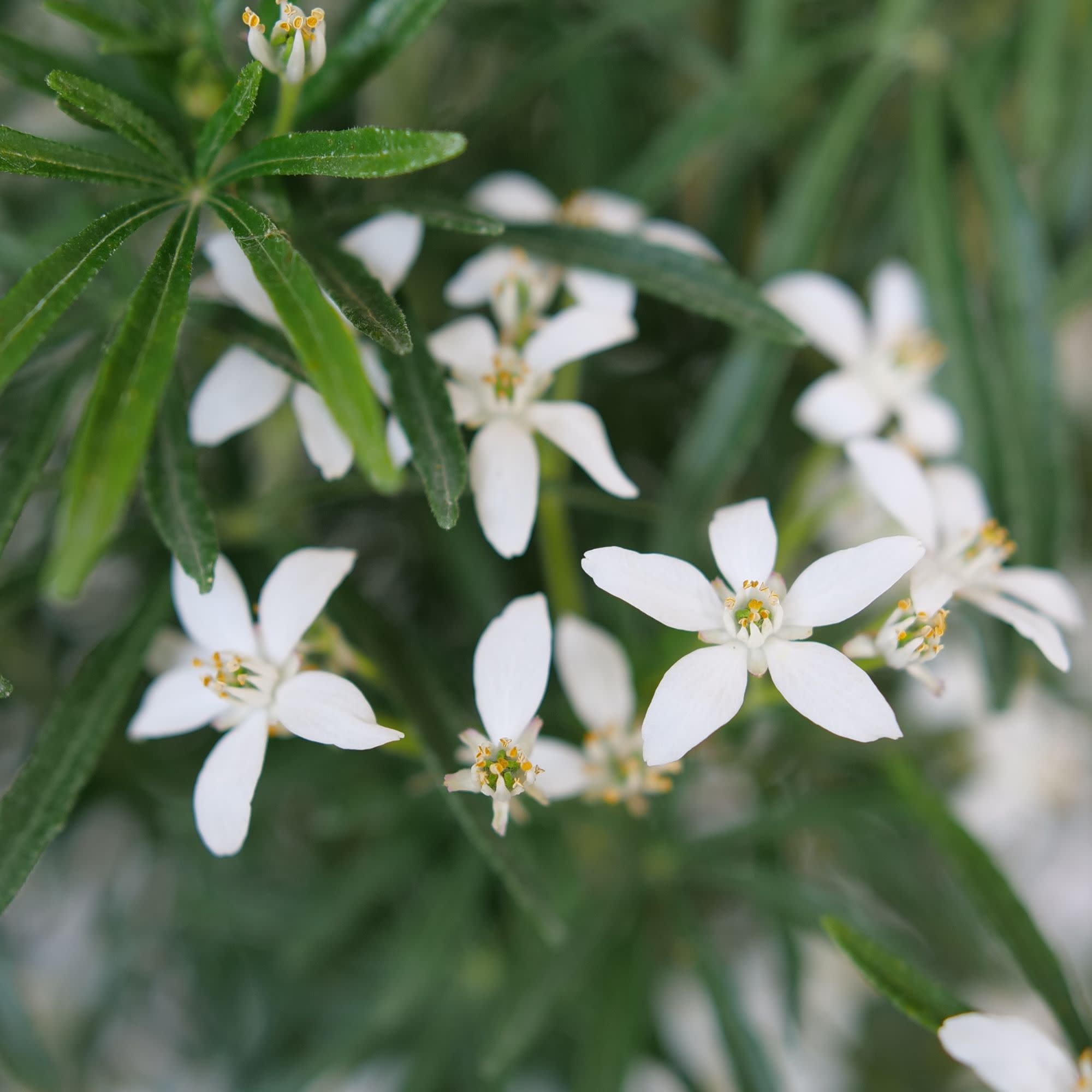 Mexican Orange | Pinball Blizzard | Proven Winners® Shrubs