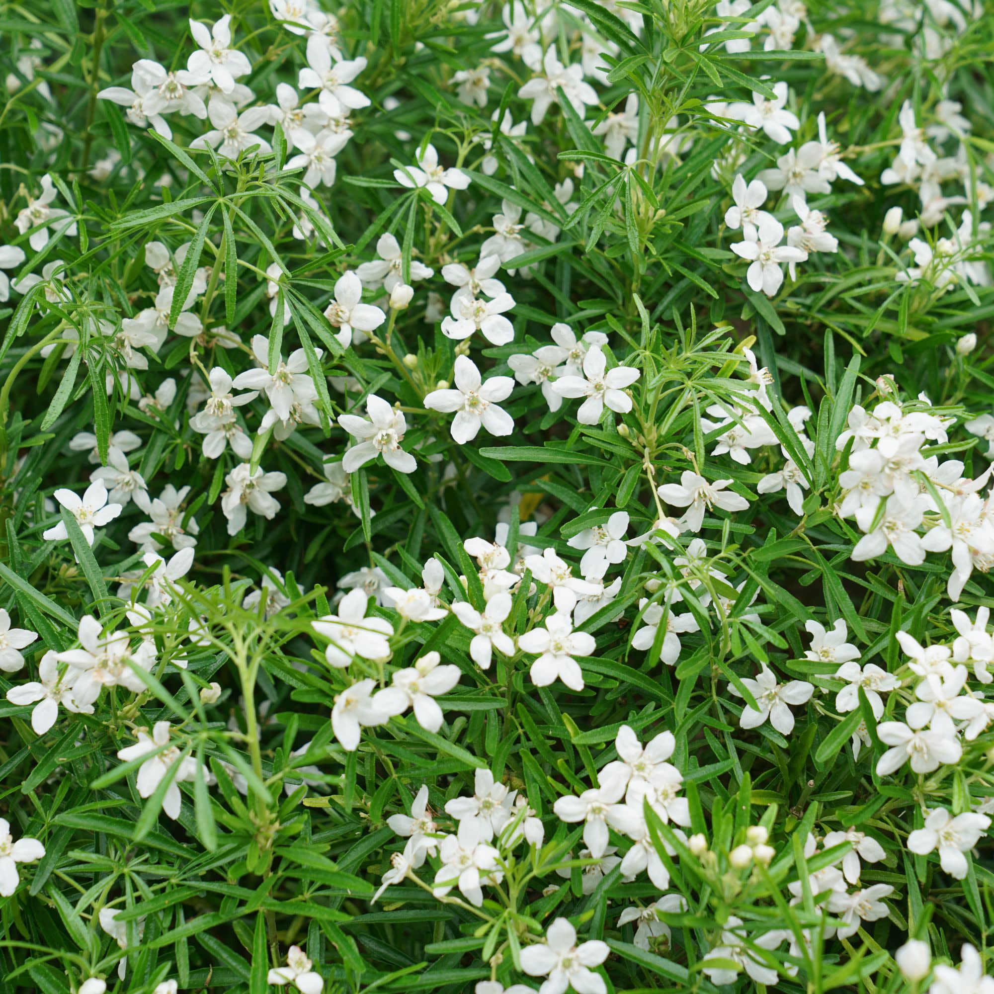 Mexican Orange | Pinball Blizzard | Proven Winners® Shrubs