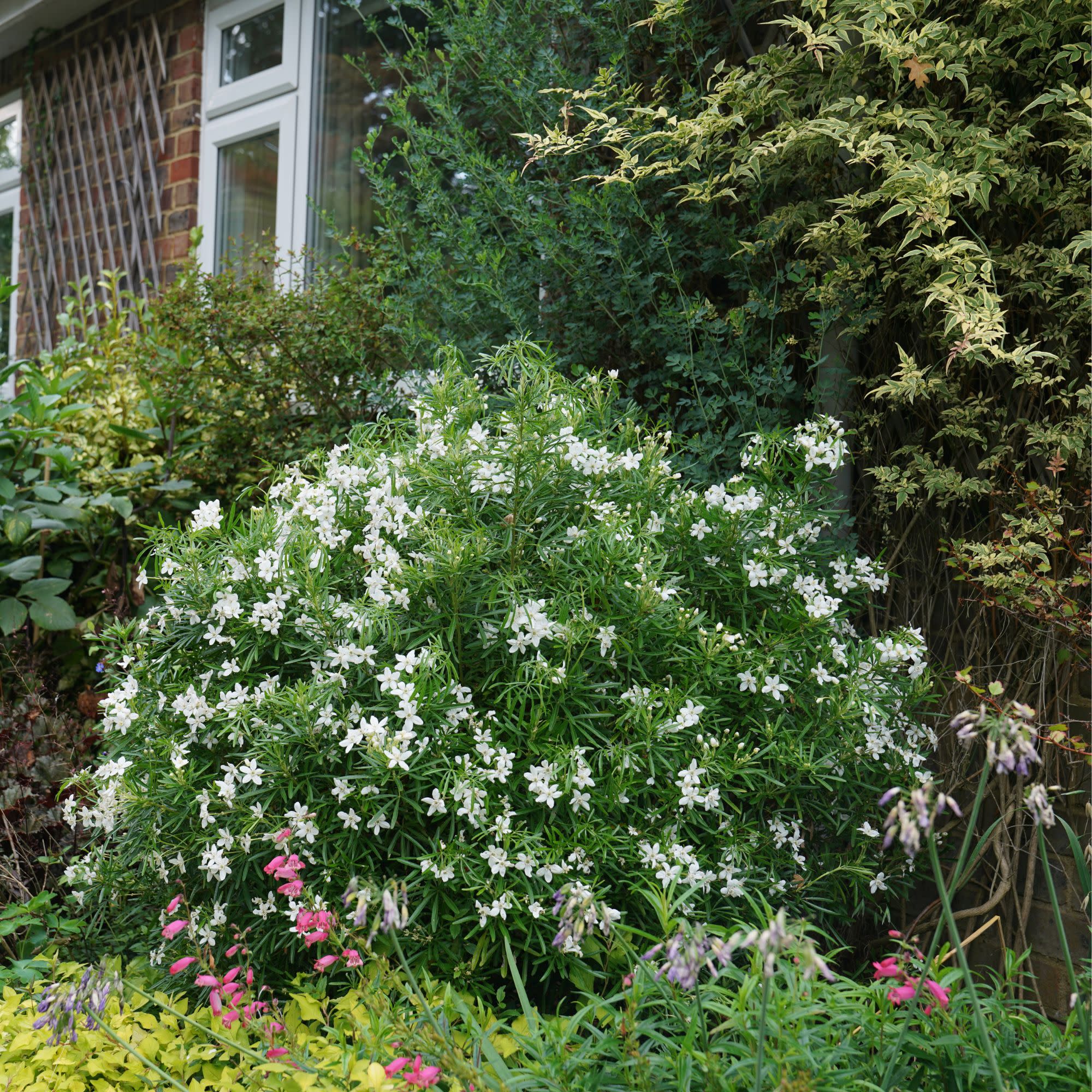 Mexican Orange | Pinball Blizzard | Proven Winners® Shrubs