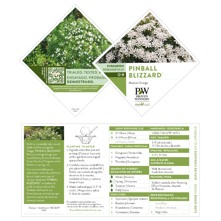 Mexican Orange | Pinball Blizzard | Proven Winners® Shrubs