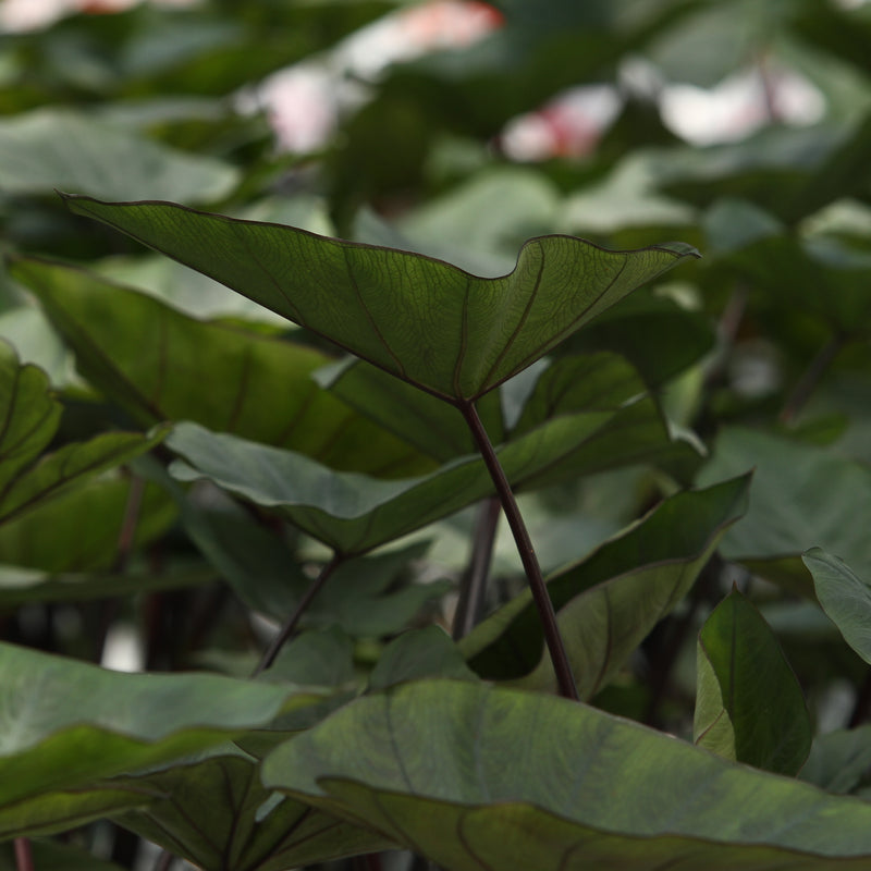 Coffee Cups Colocasia close up.