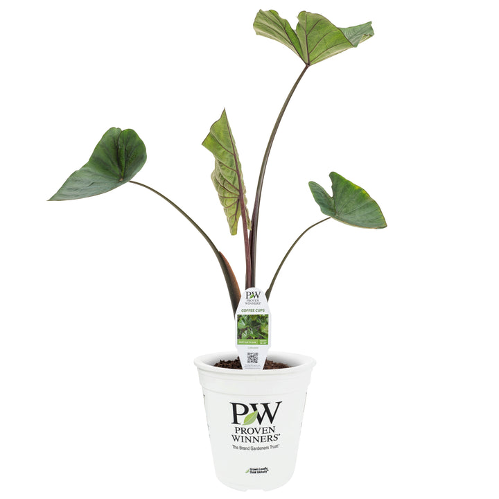 Limited Edition Royale™ | Island Giants™ Coffee Cups Elephant Ear (Colocasia esculenta)