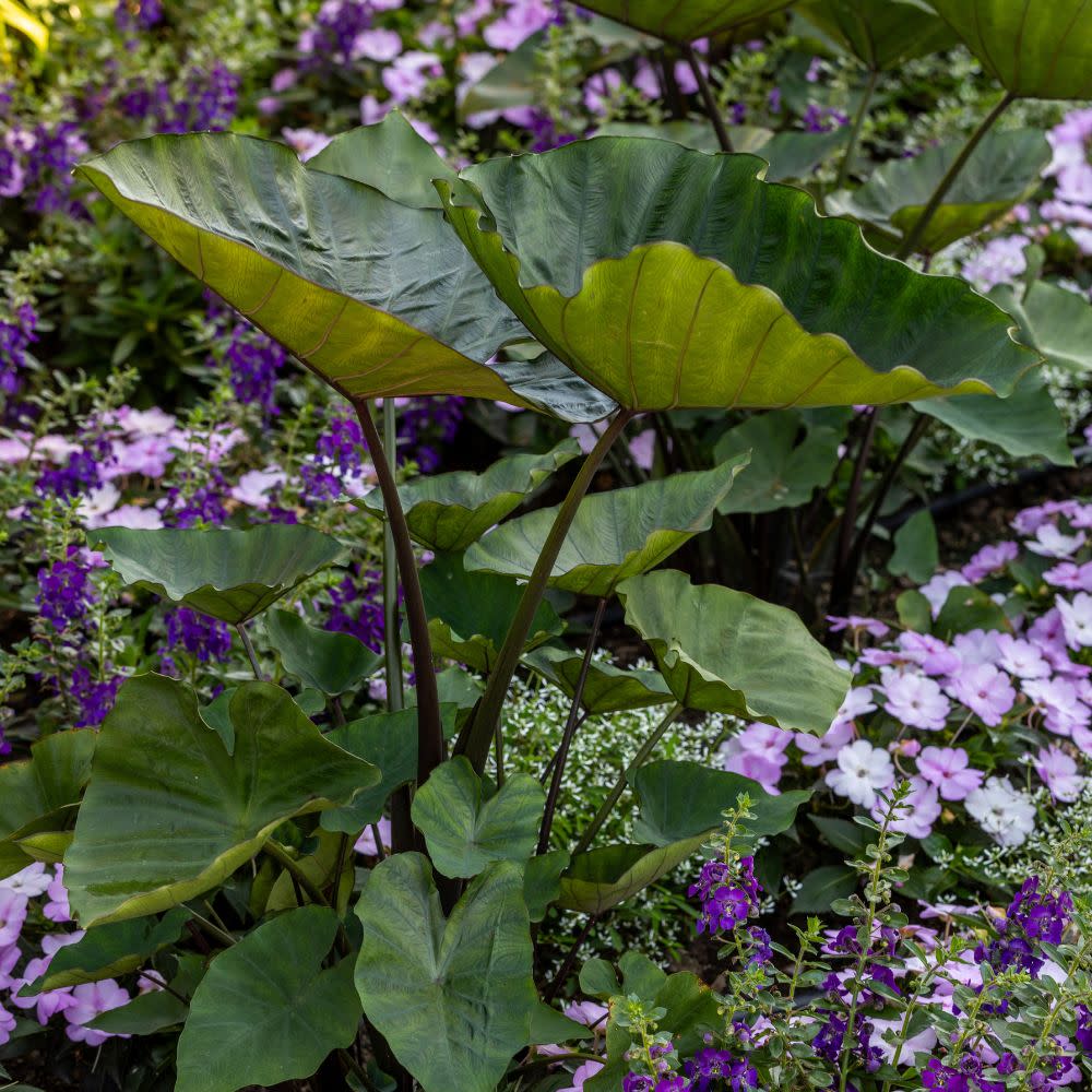 planter elephant ears purple upright Elephant Ear | Island Giants™ Coffee Cups
