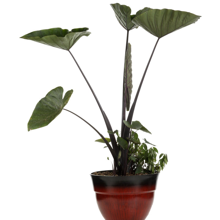 are coffee grounds good for elephant ear plants Elephant Ear | Island Giants™ Coffee Cups