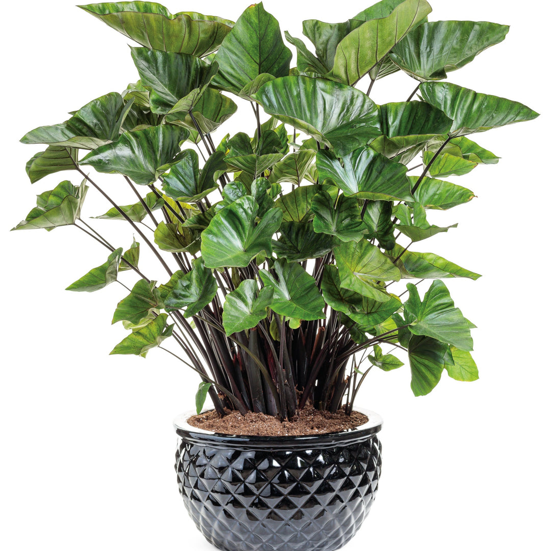 Elephant Ear | Island Giants™ Coffee Cups | Proven Winners® Annuals –  Proven Winners Direct™, image size:1080x1080
