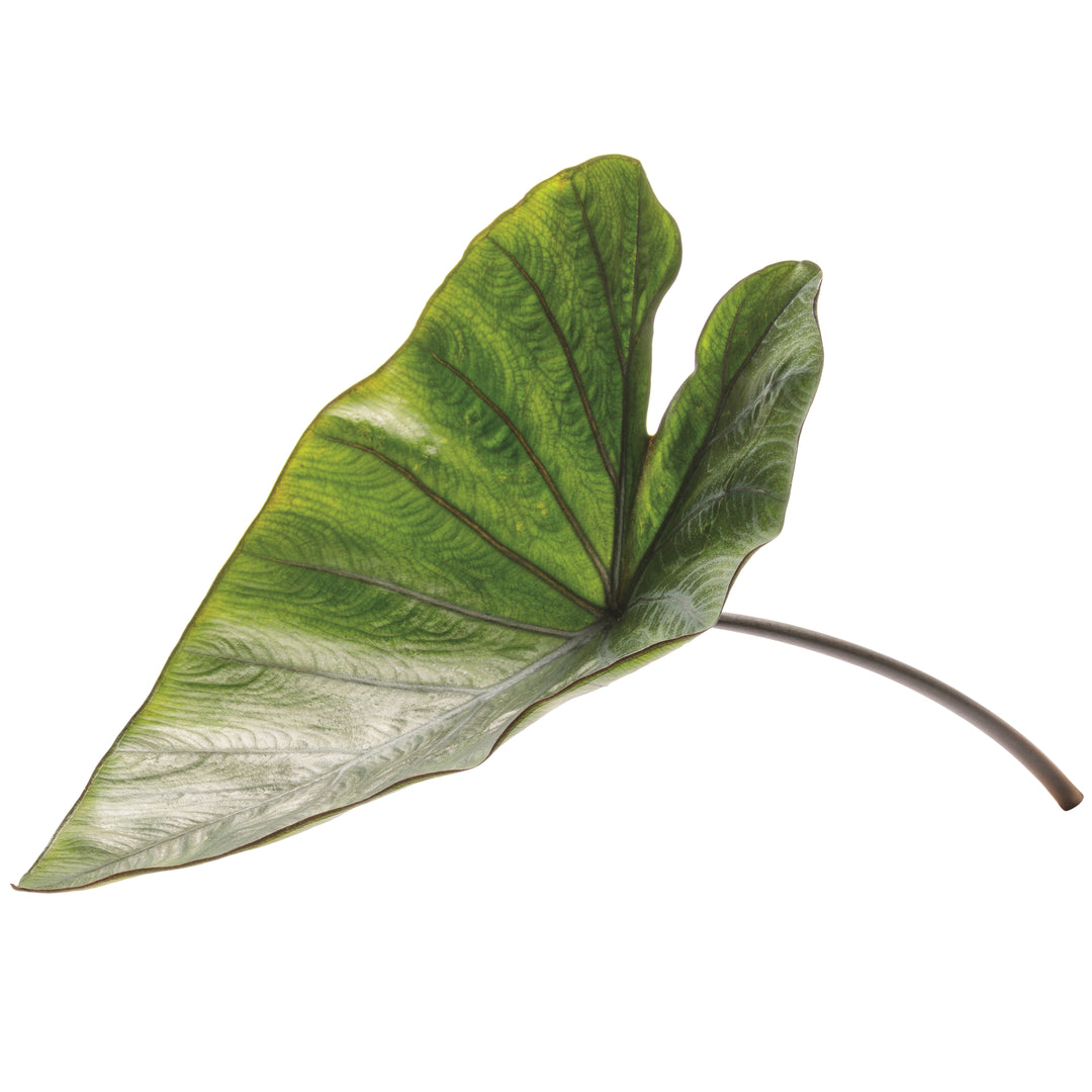 Elephant Ear | Island Giants™ Coffee Cups | Proven Winners