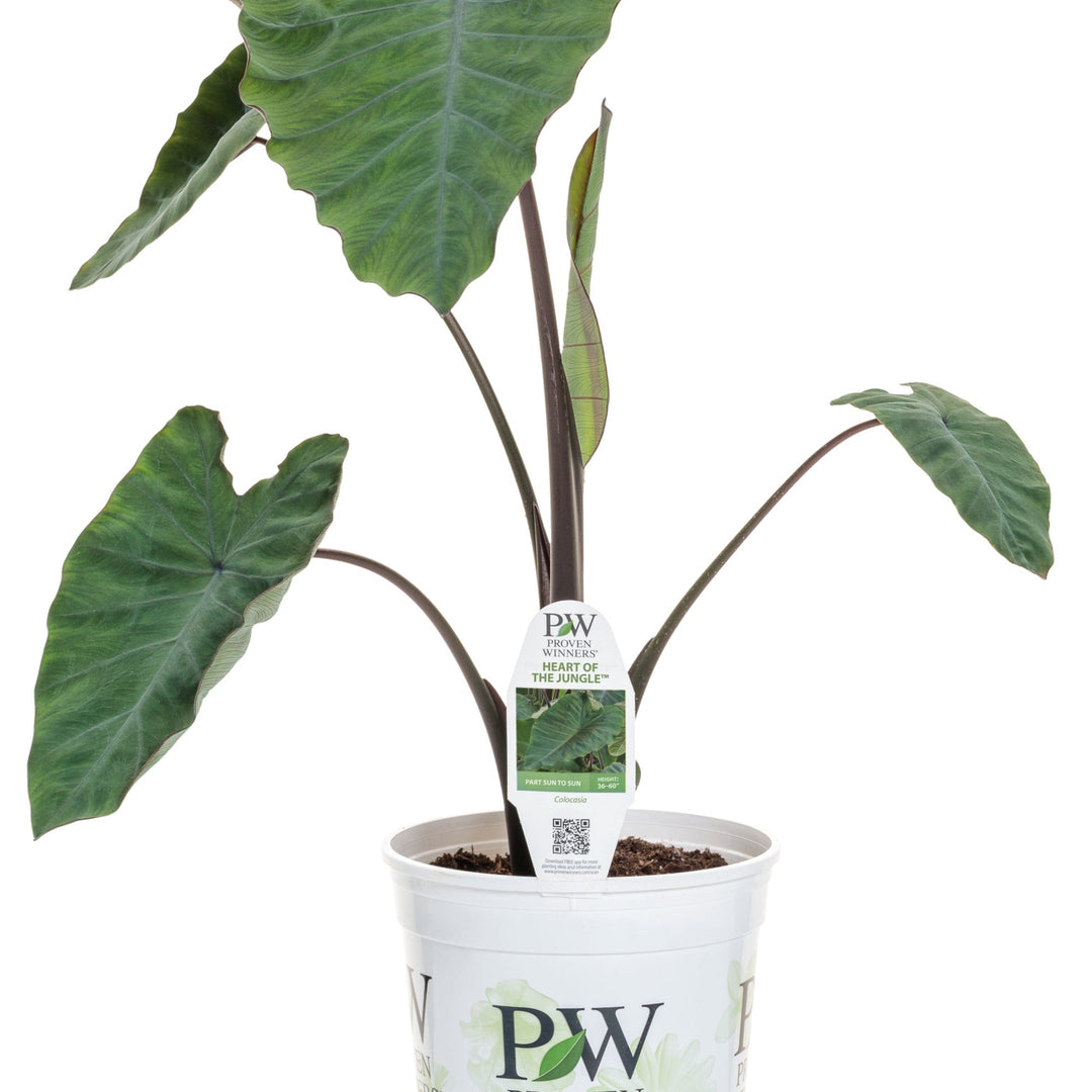 heart of the jungle indoor plant Island Giants™ Heart of the Jungle® Elephant's Ear (Colocasia esculenta)