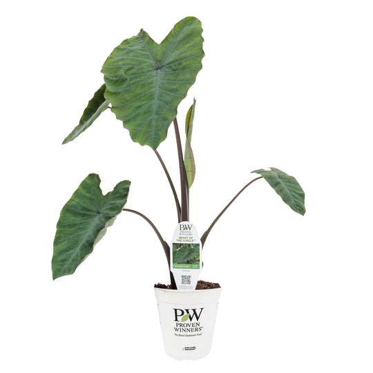 Limited Edition Royale | Island Giants™ Heart of the Jungle® Elephant's Ear (Colocasia esculenta)