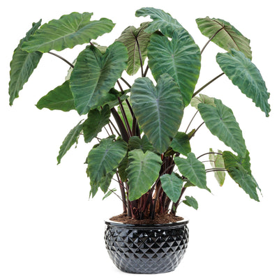 Limited Edition Royale | Heart of the Jungle® Elephant's Ear (Colocasia esculenta)