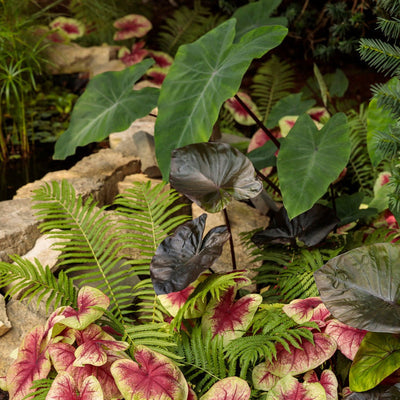 Heart of the Jungle Elephant's Ear in use.