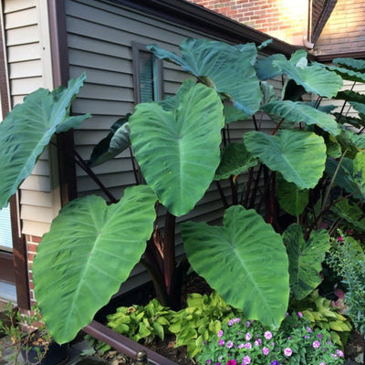 Heart of the Jungle Elephant's Ear in use.