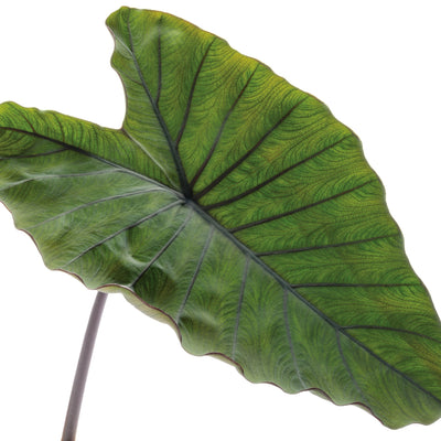 Heart of the Jungle Elephant's Ear in macro.