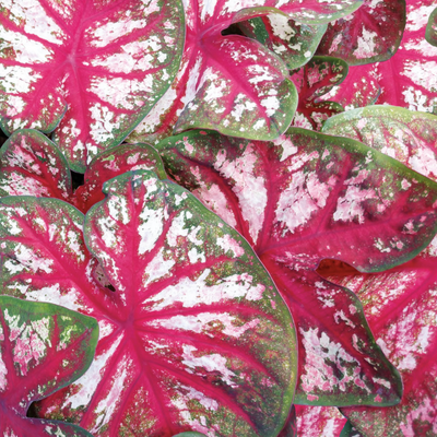 Heart to Heart 'Bottle Rocket' Sun or Shade Caladium up close.