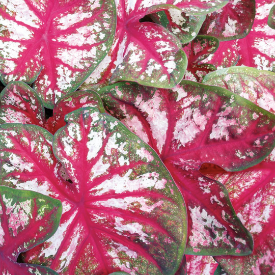 Heart to Heart® 'Bottle Rocket' Sun or Shade Caladium