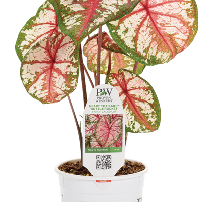 Heart to Heart 'Bottle Rocket' Sun or Shade Caladium in container.