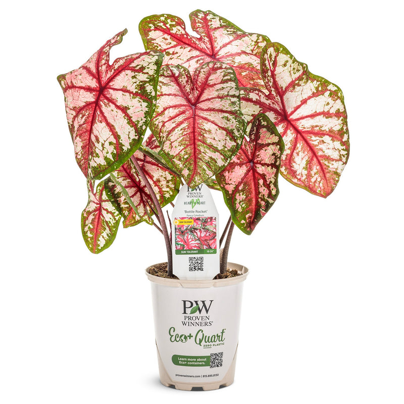 Heart to Heart Bottle Rocket Caladium in pot.