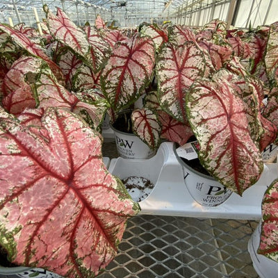 Heart to Heart 'Bottle Rocket' Sun or Shade Caladium in use.