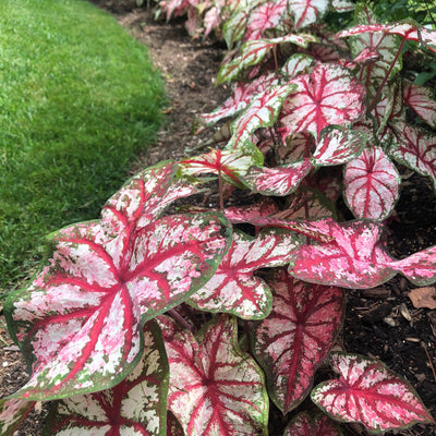 Heart to Heart 'Bottle Rocket' Sun or Shade Caladium in focus.