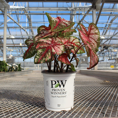 Heart to Heart 'Bottle Rocket' Sun or Shade Caladium in use.