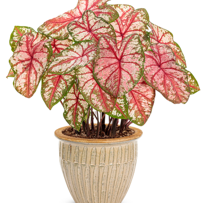 Heart to Heart 'Bottle Rocket' Sun or Shade Caladium in use.