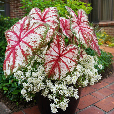 Heart to Heart 'Bottle Rocket' Sun or Shade Caladium in use.